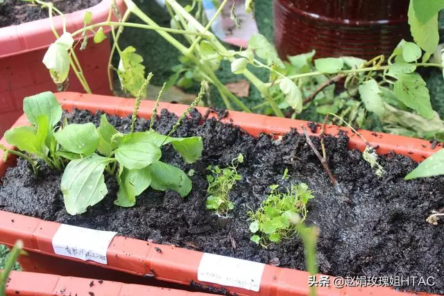 萃園的中草藥園,每個小組收集一至兩種中草藥,然後種在萃園中