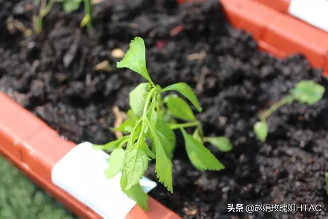 萃園的中草藥園,每個小組收集一至兩種中草藥,然後種在萃園中