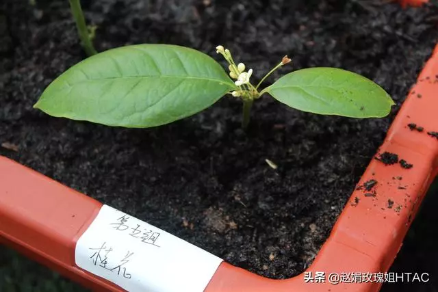 萃園的中草藥園,每個小組收集一至兩種中草藥,然後種在萃園中