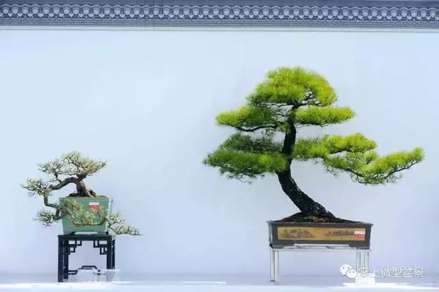 嶺南盆景在中國盆景獨樹一幟,嶺南盆景有3個特點和4個風格