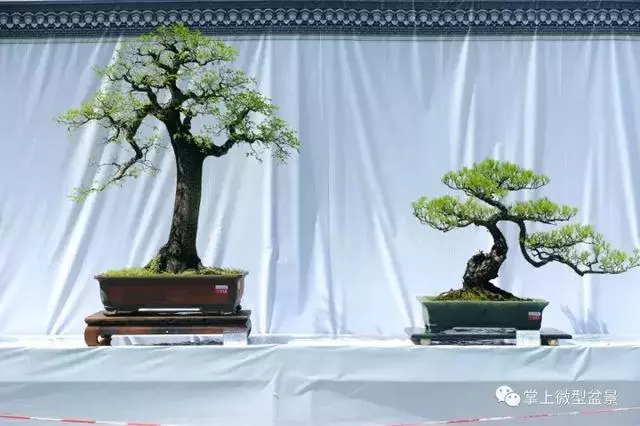 嶺南盆景在中國盆景獨樹一幟,嶺南盆景有3個特點和4個風格