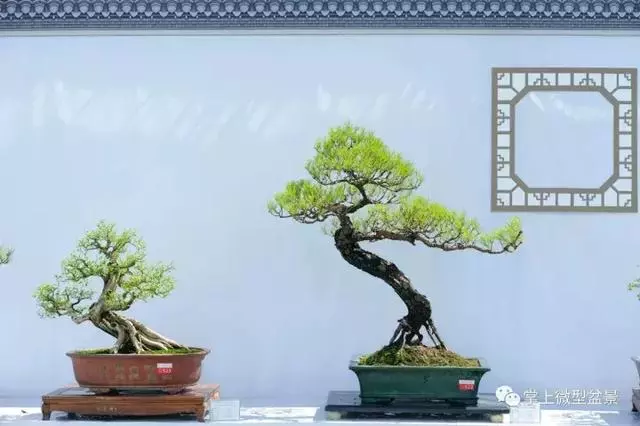 嶺南盆景在中國盆景獨樹一幟,嶺南盆景有3個特點和4個風格