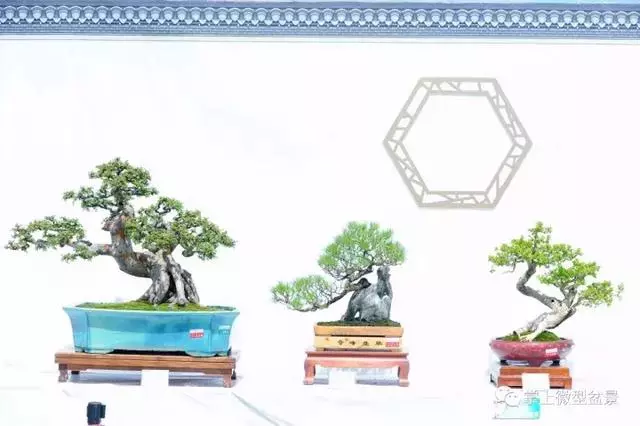 嶺南盆景在中國盆景獨樹一幟,嶺南盆景有3個特點和4個風格
