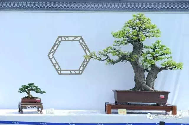 嶺南盆景在中國盆景獨樹一幟,嶺南盆景有3個特點和4個風格