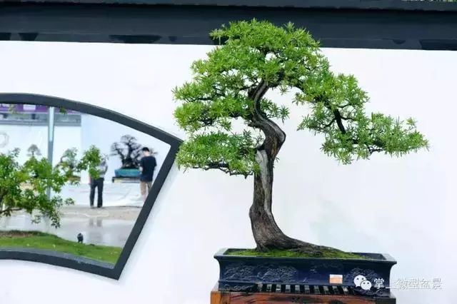 嶺南盆景在中國盆景獨樹一幟,嶺南盆景有3個特點和4個風格