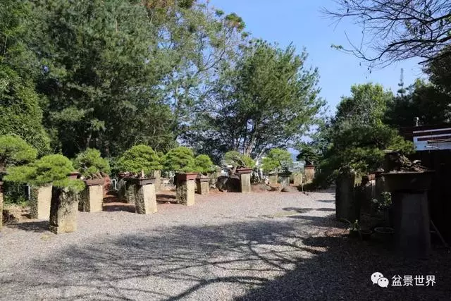 走進臺灣「黃楊王」的盆景世界,黃泗山大師盆景園「玉衡獻瑞」