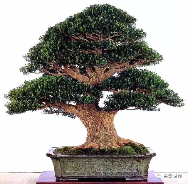 走進臺灣「黃楊王」的盆景世界,黃泗山大師盆景園「玉衡獻瑞」