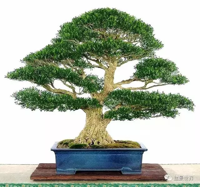 走進臺灣「黃楊王」的盆景世界,黃泗山大師盆景園「玉衡獻瑞」