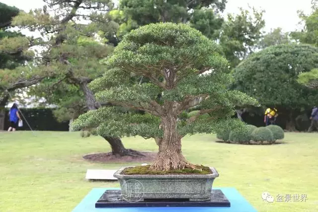 走進臺灣「黃楊王」的盆景世界,黃泗山大師盆景園「玉衡獻瑞」