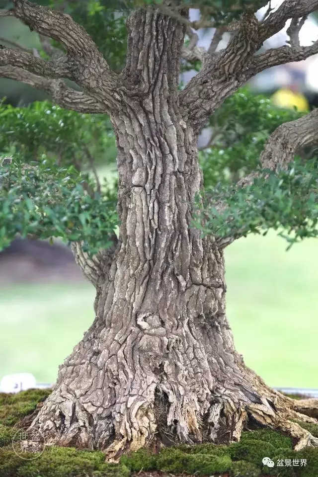 走進臺灣「黃楊王」的盆景世界,黃泗山大師盆景園「玉衡獻瑞」