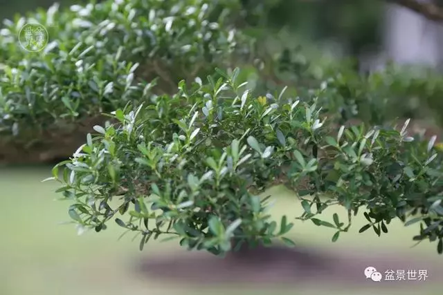 走進臺灣「黃楊王」的盆景世界,黃泗山大師盆景園「玉衡獻瑞」