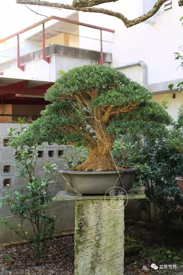 走進臺灣「黃楊王」的盆景世界,黃泗山大師盆景園「玉衡獻瑞」