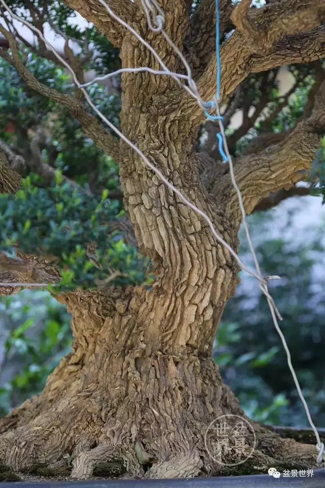 走進臺灣「黃楊王」的盆景世界,黃泗山大師盆景園「玉衡獻瑞」