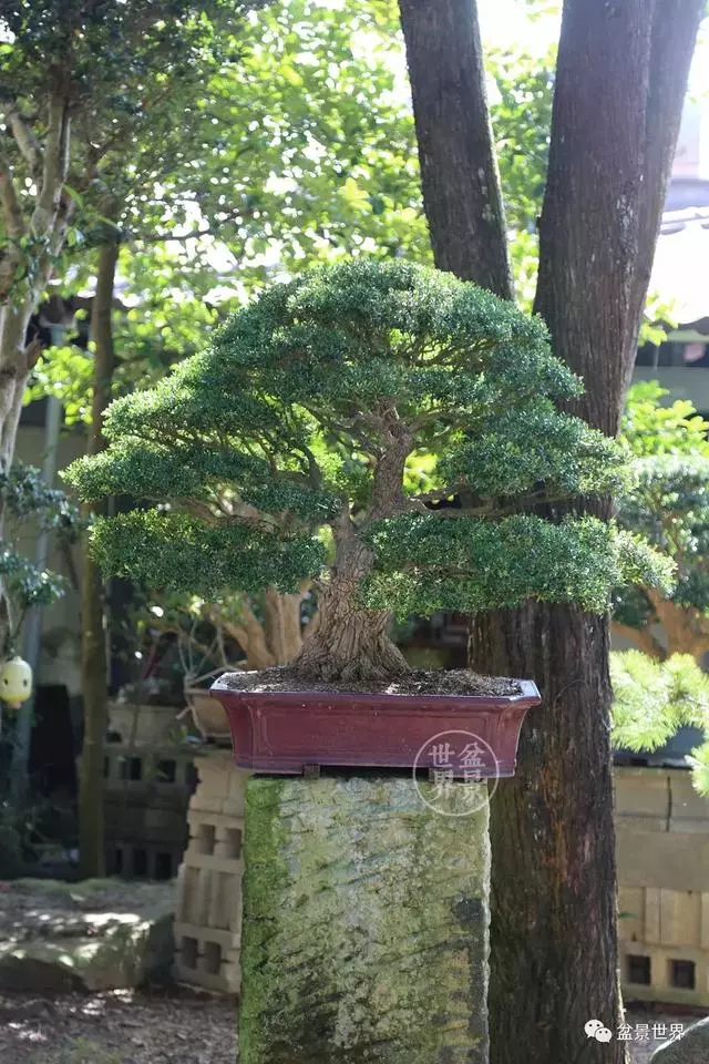 走進臺灣「黃楊王」的盆景世界,黃泗山大師盆景園「玉衡獻瑞」