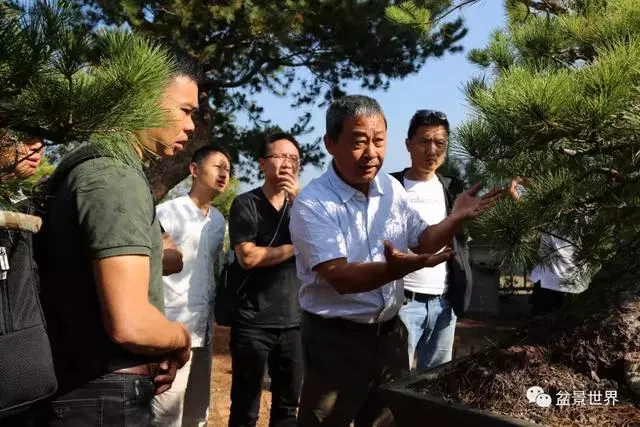 走進臺灣「黃楊王」的盆景世界,黃泗山大師盆景園「玉衡獻瑞」