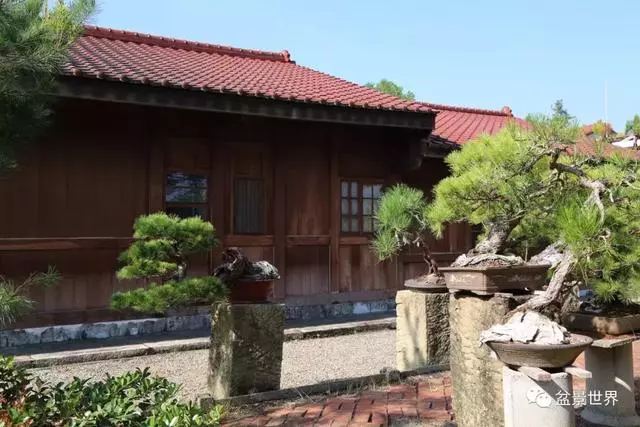 走進臺灣「黃楊王」的盆景世界,黃泗山大師盆景園「玉衡獻瑞」