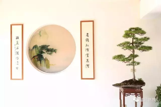 走進臺灣「黃楊王」的盆景世界,黃泗山大師盆景園「玉衡獻瑞」