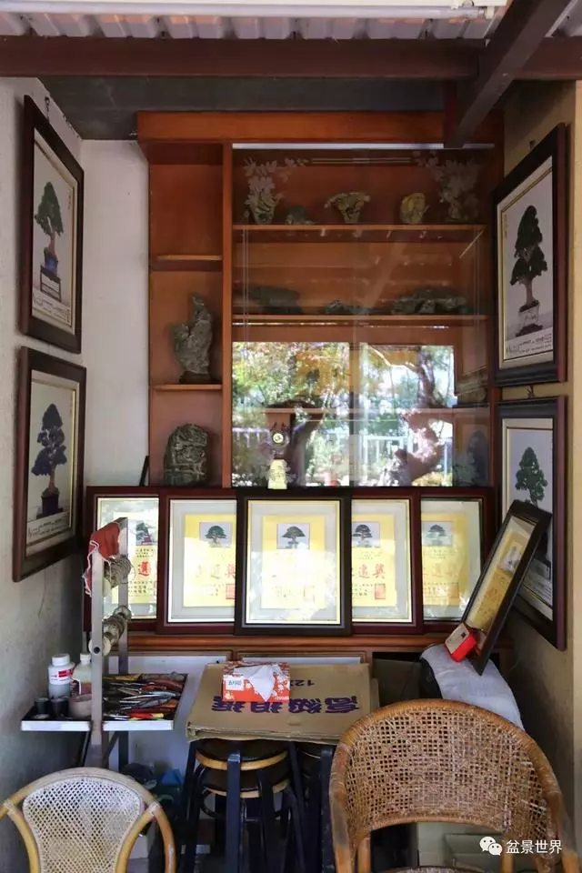走進臺灣「黃楊王」的盆景世界,黃泗山大師盆景園「玉衡獻瑞」