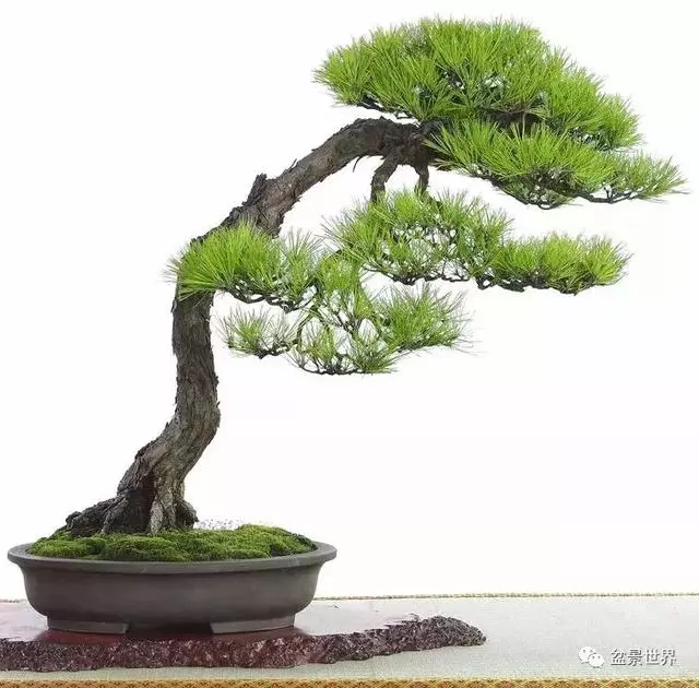 走進臺灣「黃楊王」的盆景世界,黃泗山大師盆景園「玉衡獻瑞」