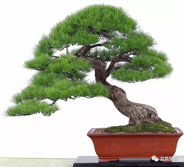 走進臺灣「黃楊王」的盆景世界,黃泗山大師盆景園「玉衡獻瑞」