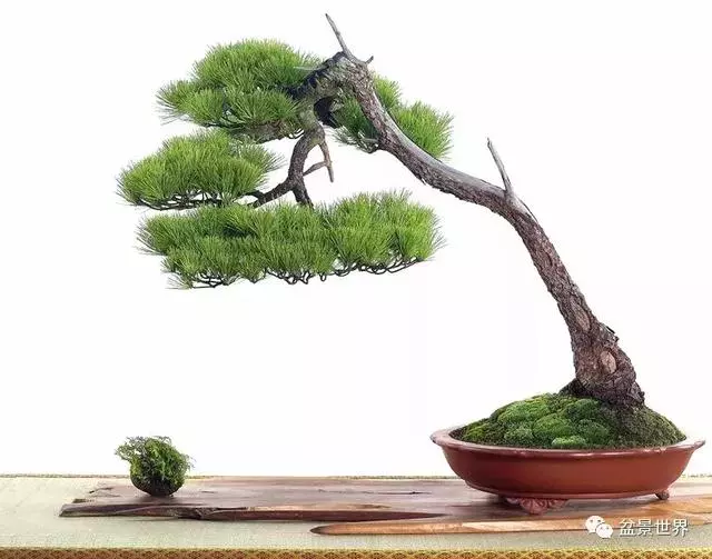 走進臺灣「黃楊王」的盆景世界,黃泗山大師盆景園「玉衡獻瑞」