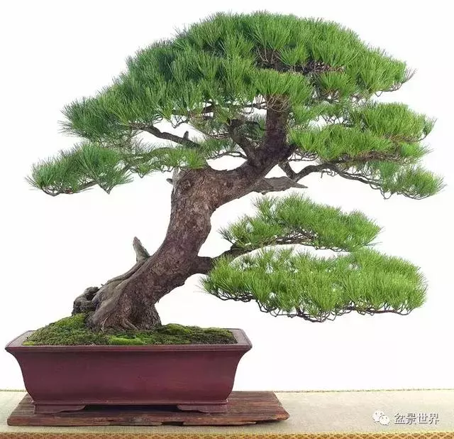 走進臺灣「黃楊王」的盆景世界,黃泗山大師盆景園「玉衡獻瑞」