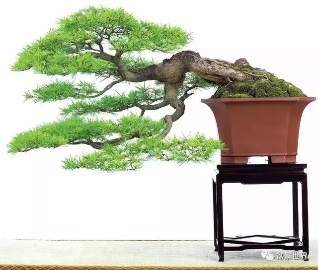 走進臺灣「黃楊王」的盆景世界,黃泗山大師盆景園「玉衡獻瑞」