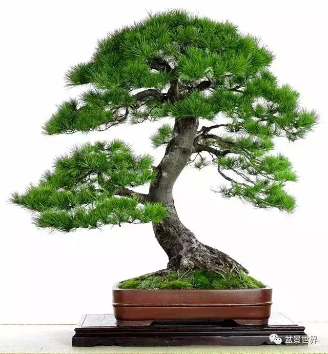 走進臺灣「黃楊王」的盆景世界,黃泗山大師盆景園「玉衡獻瑞」