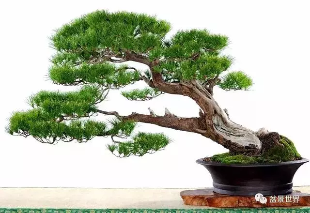 走進臺灣「黃楊王」的盆景世界,黃泗山大師盆景園「玉衡獻瑞」