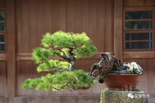 走進臺灣「黃楊王」的盆景世界,黃泗山大師盆景園「玉衡獻瑞」