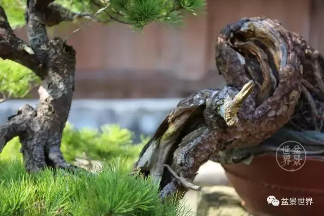 走進臺灣「黃楊王」的盆景世界,黃泗山大師盆景園「玉衡獻瑞」