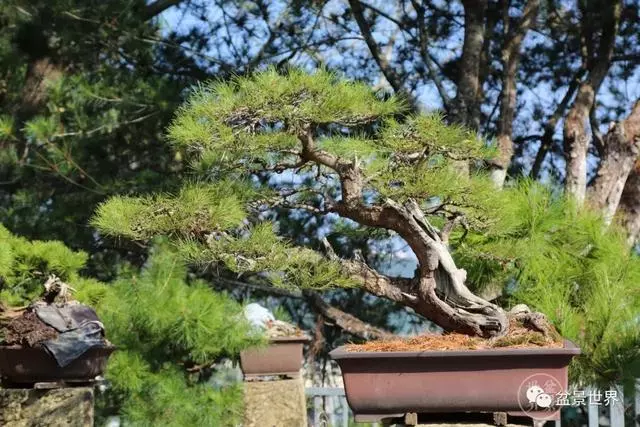 走進臺灣「黃楊王」的盆景世界,黃泗山大師盆景園「玉衡獻瑞」