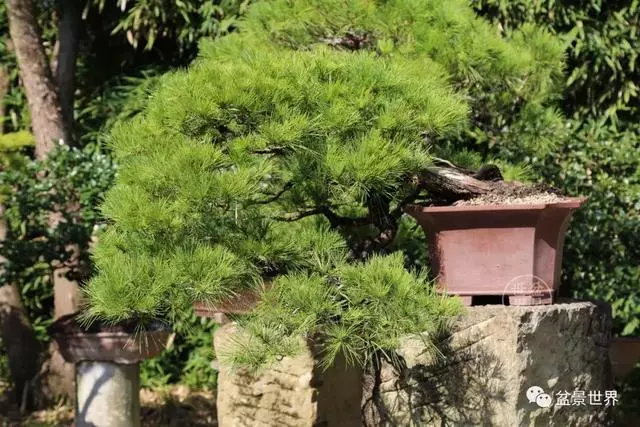 走進臺灣「黃楊王」的盆景世界,黃泗山大師盆景園「玉衡獻瑞」