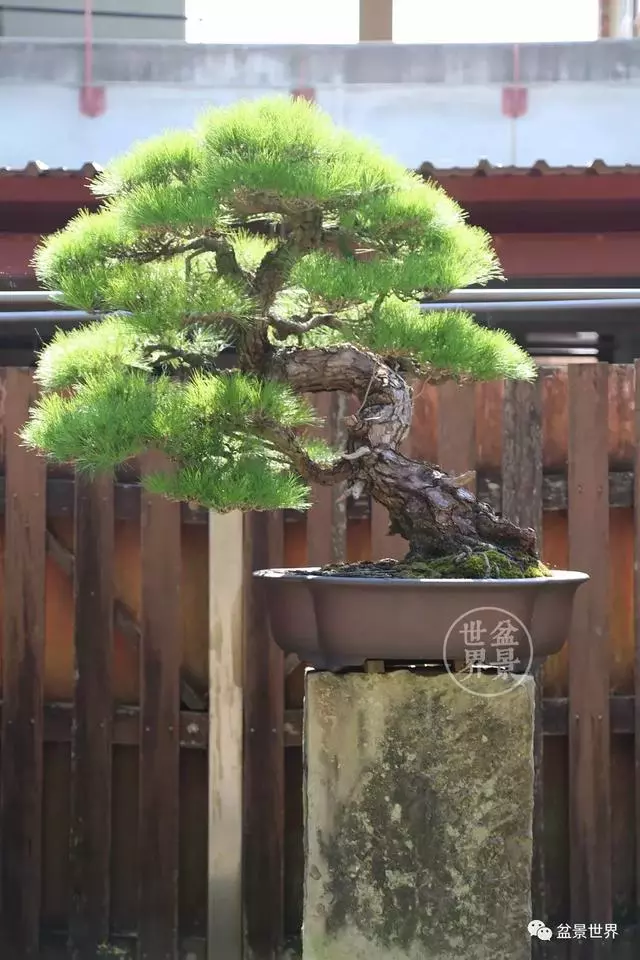 走進臺灣「黃楊王」的盆景世界,黃泗山大師盆景園「玉衡獻瑞」