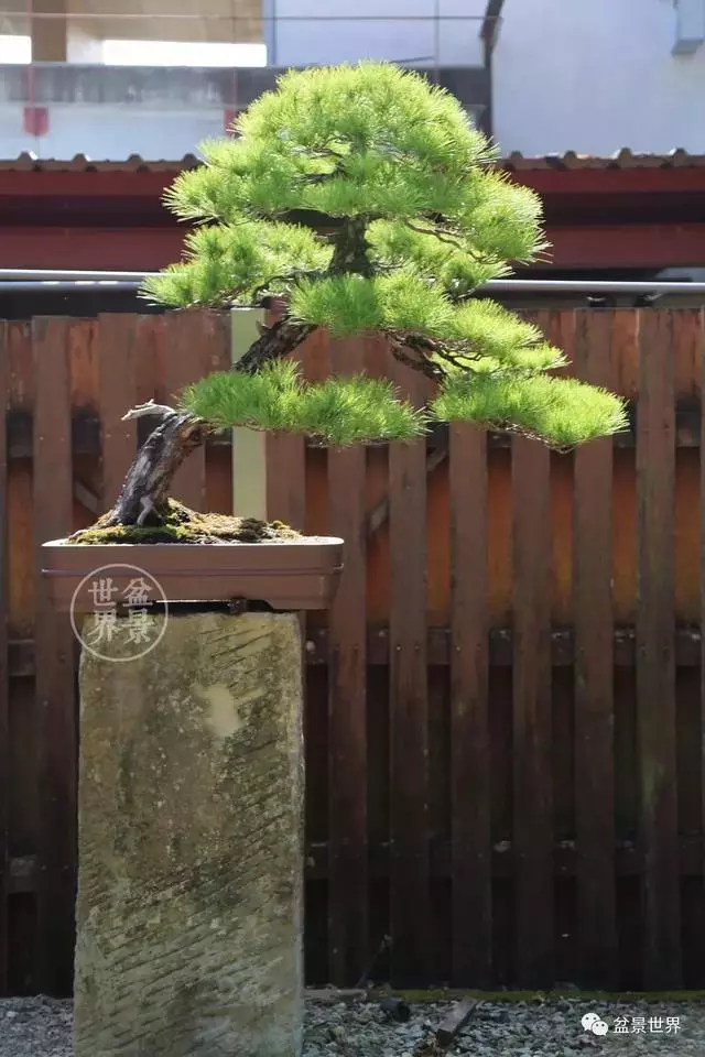 走進臺灣「黃楊王」的盆景世界,黃泗山大師盆景園「玉衡獻瑞」