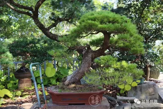 走進臺灣「黃楊王」的盆景世界,黃泗山大師盆景園「玉衡獻瑞」