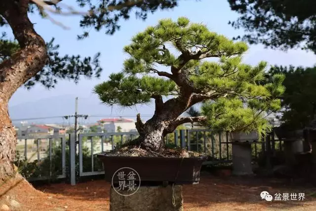走進臺灣「黃楊王」的盆景世界,黃泗山大師盆景園「玉衡獻瑞」