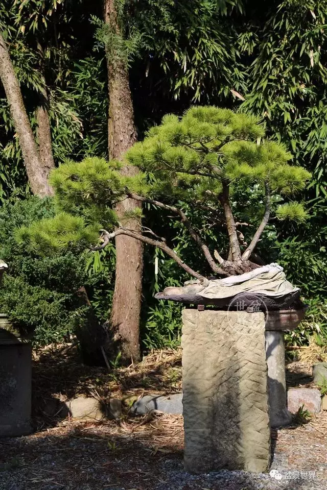 走進臺灣「黃楊王」的盆景世界,黃泗山大師盆景園「玉衡獻瑞」