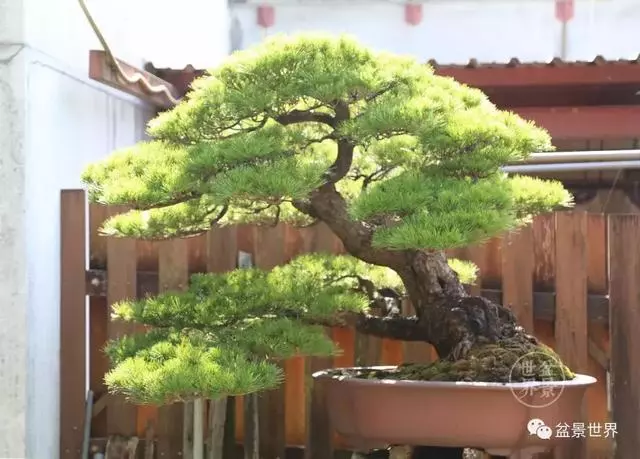 走進臺灣「黃楊王」的盆景世界,黃泗山大師盆景園「玉衡獻瑞」