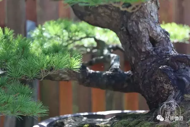 走進臺灣「黃楊王」的盆景世界,黃泗山大師盆景園「玉衡獻瑞」