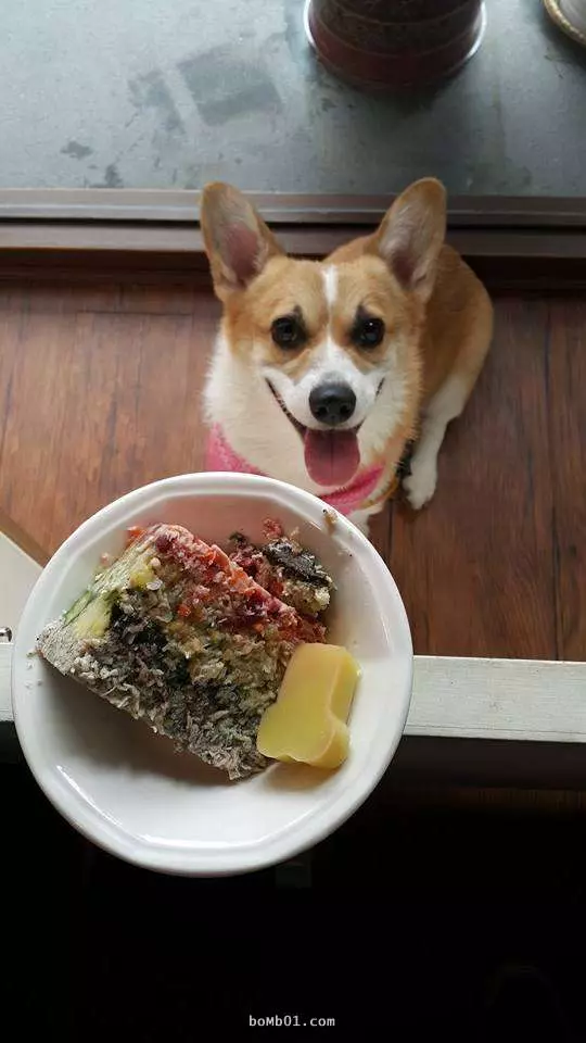 柯基美容完進烘毛箱馬上暴怒擺臭臉,但回家後蓬鬆柔軟笑臉太可愛!