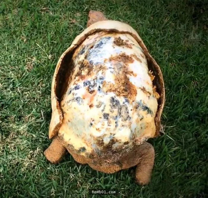 龜殼整個被燒毀的烏龜原以為必死無疑時,一群腦洞大開的醫生竟為牠打造出「帥斃的龜殼」!
