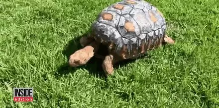 龜殼整個被燒毀的烏龜原以為必死無疑時,一群腦洞大開的醫生竟為牠打造出「帥斃的龜殼」!
