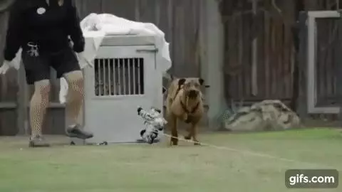動物園找了一隻小狗給被媽媽遺棄的小獵豹作伴,結果一起長大的牠們再也分不開了!