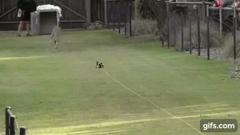 動物園找了一隻小狗給被媽媽遺棄的小獵豹作伴,結果一起長大的牠們再也分不開了!