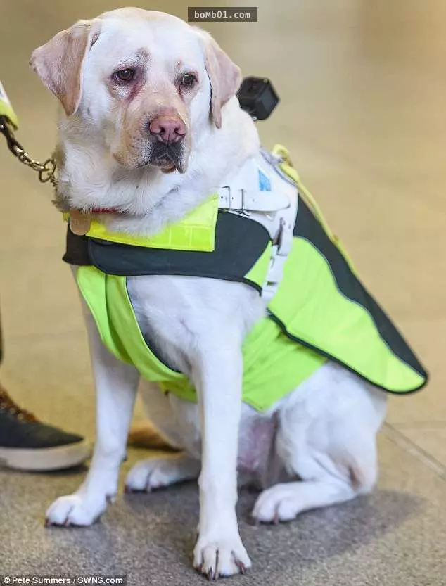 失明前醫生發現「導盲犬經常很害怕」決定在牠身上裝攝影機,結果錄到的震驚影像讓每個人看了都心寒不已…
