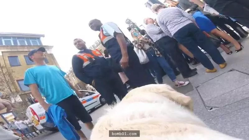 失明前醫生發現「導盲犬經常很害怕」決定在牠身上裝攝影機,結果錄到的震驚影像讓每個人看了都心寒不已…