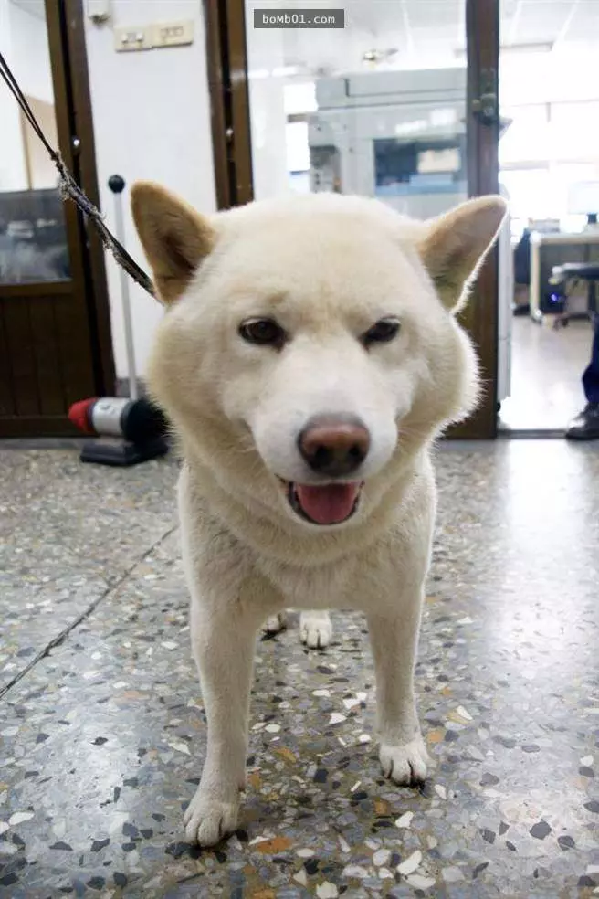 柴犬「3度離家出走」讓主人超困擾,但發現牠一直呆著的地方後連警察都哭笑不得啊!