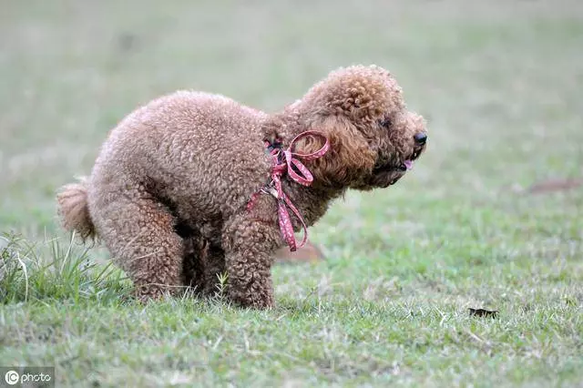 訓練貴賓犬定點大小便很難?只需3步,輕鬆教它上廁所!