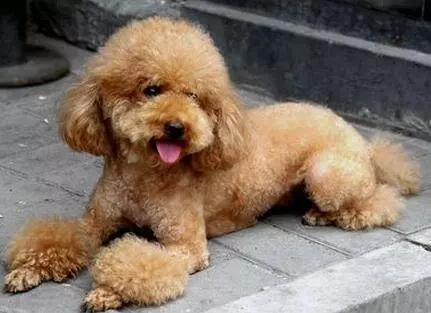 訓練貴賓犬定點大小便很難?只需3步,輕鬆教它上廁所!
